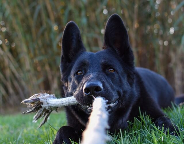 el perro estoico arrastra la carreta