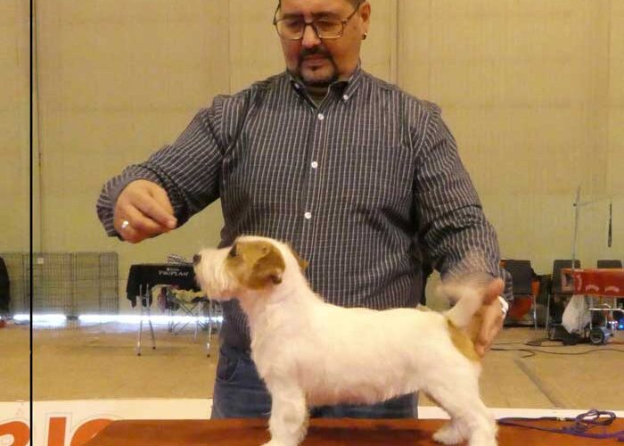 estoico jack russell terrier